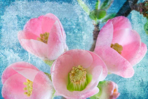 Flowering Quince IV White Modern Wood Framed Art Print with Double Matting by Mahan, Kathy