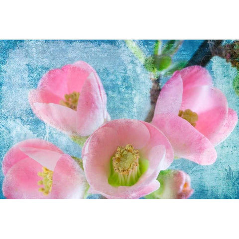 Flowering Quince IV White Modern Wood Framed Art Print by Mahan, Kathy