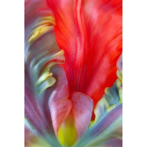 Parrot Tulip I Black Modern Wood Framed Art Print by Mahan, Kathy