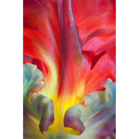 Parrot Tulip II Black Modern Wood Framed Art Print with Double Matting by Mahan, Kathy