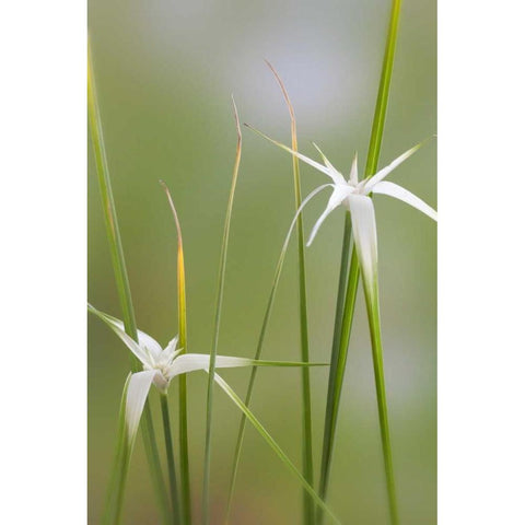 Star Grass I White Modern Wood Framed Art Print by Mahan, Kathy