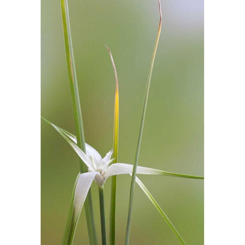 Star Grass II White Modern Wood Framed Art Print by Mahan, Kathy