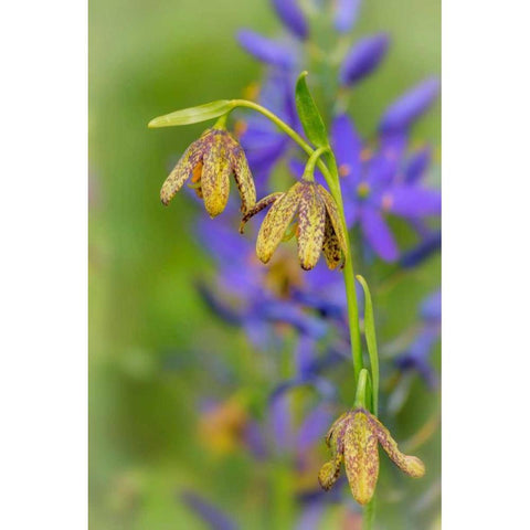 Chocolate Lily I Gold Ornate Wood Framed Art Print with Double Matting by Mahan, Kathy