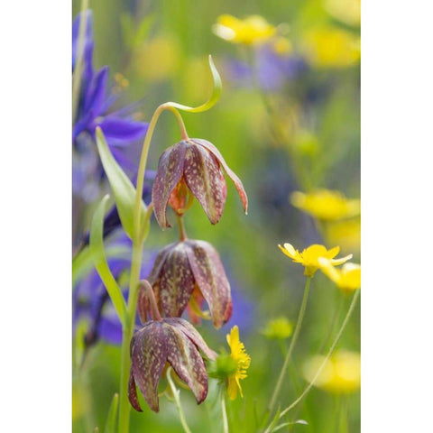 Chocolate Lily II Black Modern Wood Framed Art Print with Double Matting by Mahan, Kathy