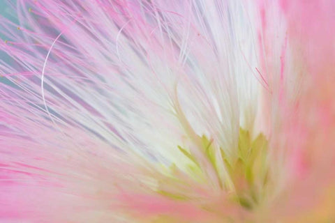 Mimosa Tree Blossom I White Modern Wood Framed Art Print with Double Matting by Mahan, Kathy