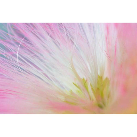 Mimosa Tree Blossom I Gold Ornate Wood Framed Art Print with Double Matting by Mahan, Kathy