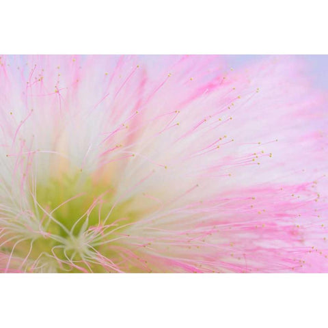 Mimosa Tree Blossom II Gold Ornate Wood Framed Art Print with Double Matting by Mahan, Kathy