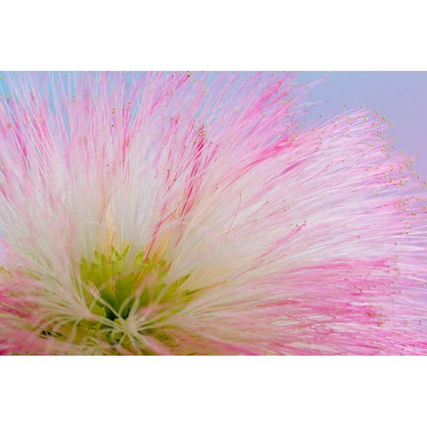 Mimosa Tree Blossom III White Modern Wood Framed Art Print by Mahan, Kathy