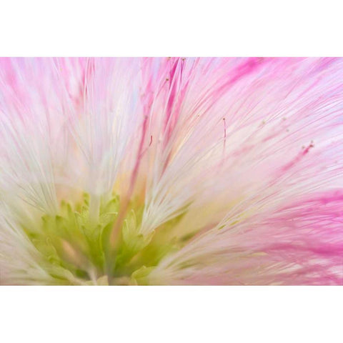 Mimosa Tree Blossom IV Gold Ornate Wood Framed Art Print with Double Matting by Mahan, Kathy