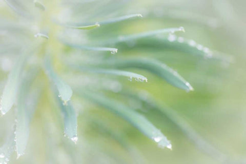 Euphorbia I Black Ornate Wood Framed Art Print with Double Matting by Mahan, Kathy