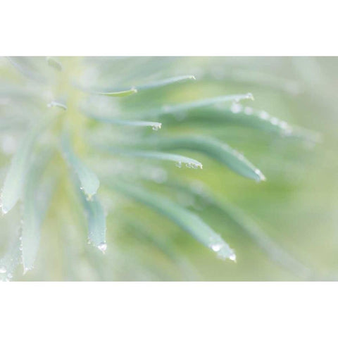 Euphorbia I Black Modern Wood Framed Art Print with Double Matting by Mahan, Kathy