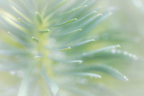 Euphorbia II Black Ornate Wood Framed Art Print with Double Matting by Mahan, Kathy