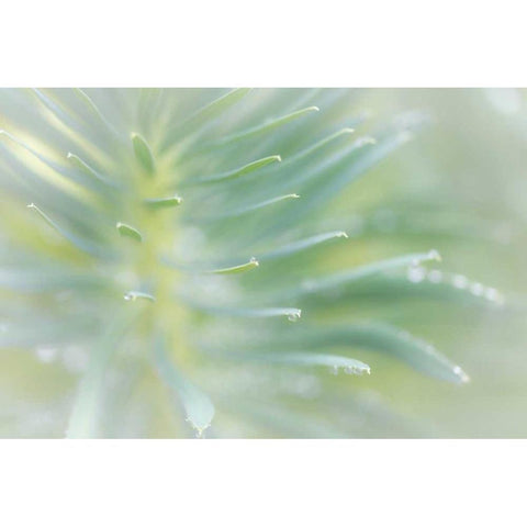 Euphorbia II Black Modern Wood Framed Art Print by Mahan, Kathy