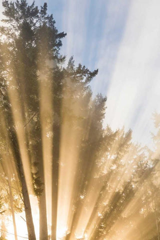 Sunburst II White Modern Wood Framed Art Print with Double Matting by Mahan, Kathy