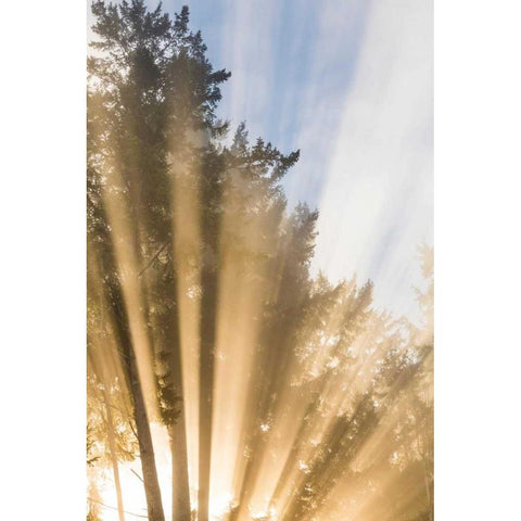 Sunburst II Black Modern Wood Framed Art Print with Double Matting by Mahan, Kathy