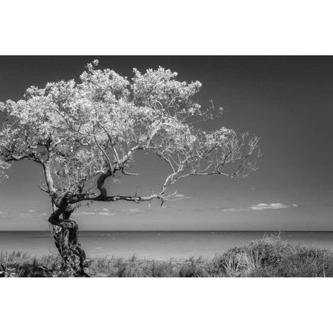 Lone Tree I Gold Ornate Wood Framed Art Print with Double Matting by Mahan, Kathy