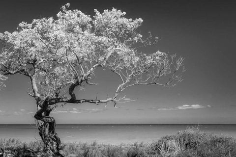 Lone Tree I Black Ornate Wood Framed Art Print with Double Matting by Mahan, Kathy