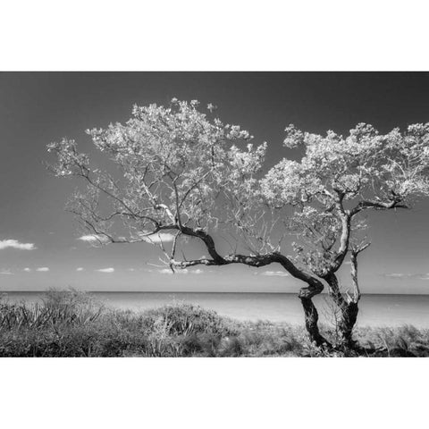 Lone Tree II Gold Ornate Wood Framed Art Print with Double Matting by Mahan, Kathy