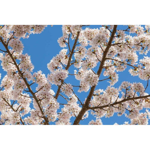 Cherries in Bloom I Black Modern Wood Framed Art Print with Double Matting by Mahan, Kathy