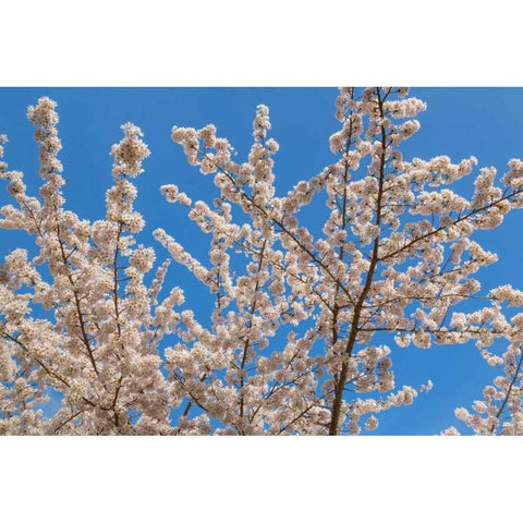 Cherries in Bloom II Black Modern Wood Framed Art Print with Double Matting by Mahan, Kathy