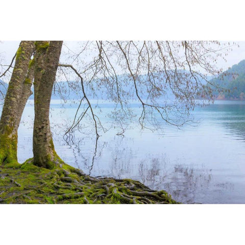 Winter Alders I Black Modern Wood Framed Art Print with Double Matting by Mahan, Kathy