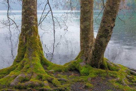 Winter Alders II Black Ornate Wood Framed Art Print with Double Matting by Mahan, Kathy