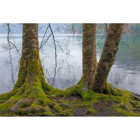 Winter Alders II Black Modern Wood Framed Art Print with Double Matting by Mahan, Kathy