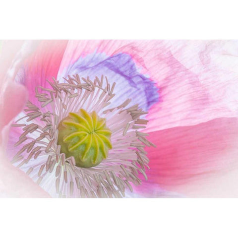 Poppy High Key I White Modern Wood Framed Art Print by Mahan, Kathy