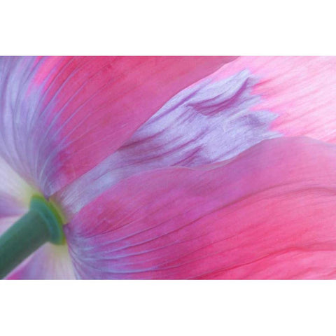 Pink Poppy I White Modern Wood Framed Art Print by Mahan, Kathy