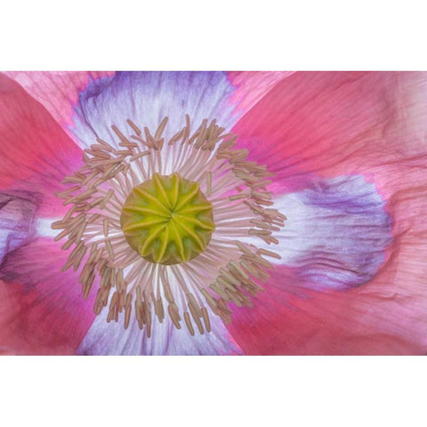 Pink Poppy II Gold Ornate Wood Framed Art Print with Double Matting by Mahan, Kathy