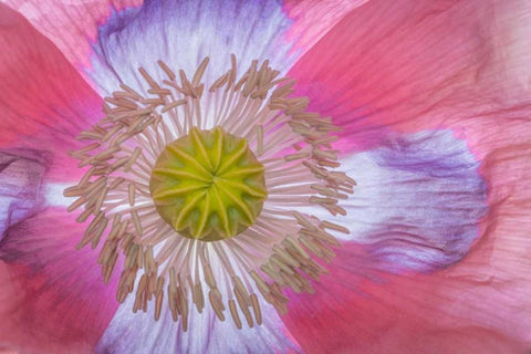 Pink Poppy II White Modern Wood Framed Art Print with Double Matting by Mahan, Kathy