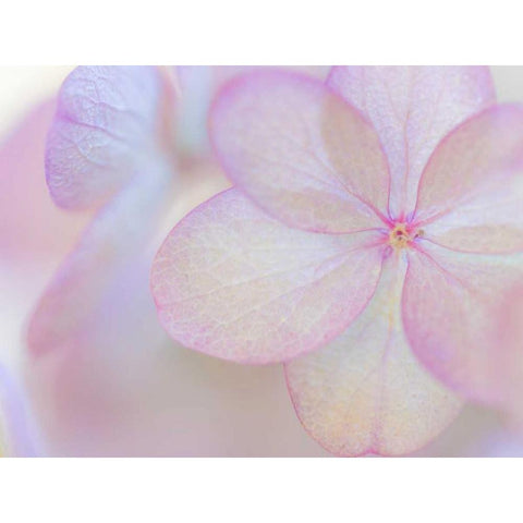 Pink Diamond IV Black Modern Wood Framed Art Print with Double Matting by Mahan, Kathy