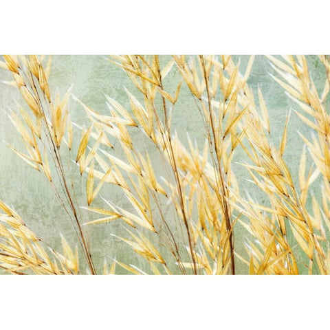 Golden Grasses Black Modern Wood Framed Art Print with Double Matting by Mahan, Kathy