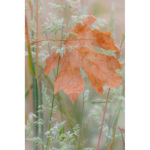 Leaf In Meadow Gold Ornate Wood Framed Art Print with Double Matting by Mahan, Kathy