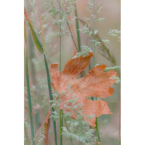 Leaf In Meadow II White Modern Wood Framed Art Print by Mahan, Kathy