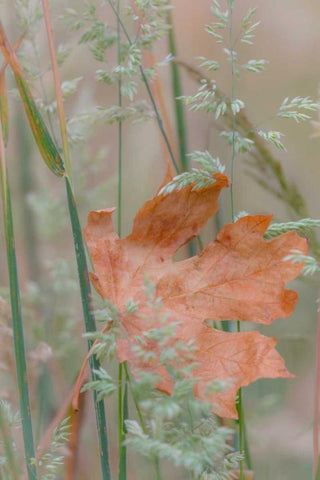 Leaf In Meadow II White Modern Wood Framed Art Print with Double Matting by Mahan, Kathy