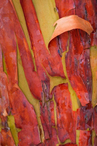 Madrona Bark I White Modern Wood Framed Art Print with Double Matting by Mahan, Kathy