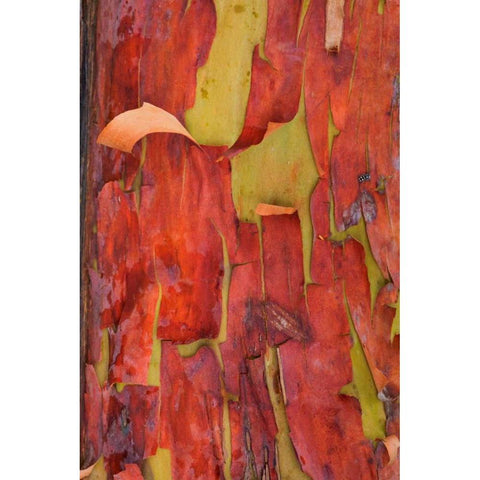 Madrona Bark II Black Modern Wood Framed Art Print with Double Matting by Mahan, Kathy