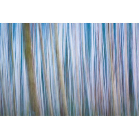 Winter Forest Abstract I White Modern Wood Framed Art Print by Mahan, Kathy