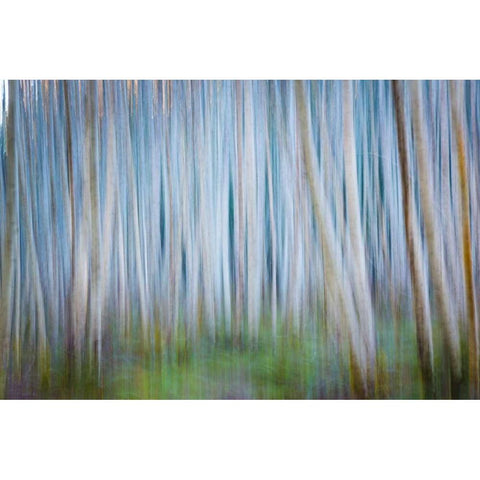 Winter Forest Abstract II White Modern Wood Framed Art Print by Mahan, Kathy