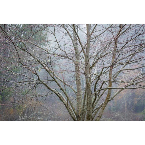 Foggy Winter I Gold Ornate Wood Framed Art Print with Double Matting by Mahan, Kathy