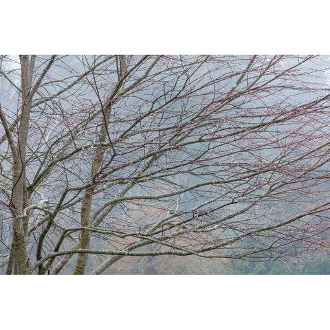 Foggy Winter II Black Modern Wood Framed Art Print with Double Matting by Mahan, Kathy