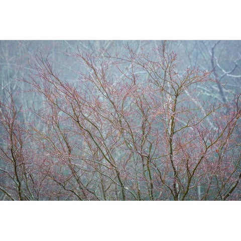 Winter Tree Limbs I Black Modern Wood Framed Art Print with Double Matting by Mahan, Kathy