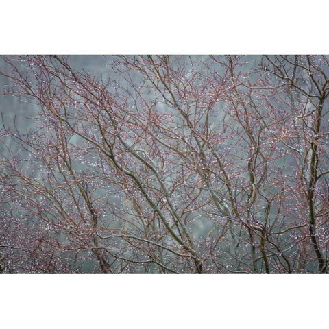 Winter Tree Limbs II Black Modern Wood Framed Art Print with Double Matting by Mahan, Kathy