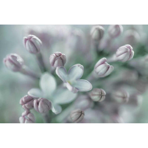 Lilac Blossom I White Modern Wood Framed Art Print by Mahan, Kathy