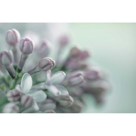 Lilac Blossom II White Modern Wood Framed Art Print by Mahan, Kathy