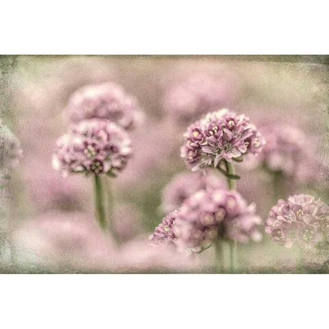 Sea Thrift I Black Modern Wood Framed Art Print with Double Matting by Mahan, Kathy