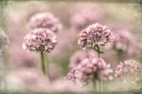 Sea Thrift I White Modern Wood Framed Art Print with Double Matting by Mahan, Kathy