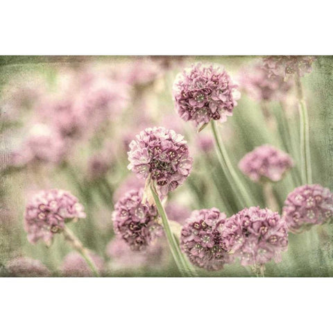 Sea Thrift II White Modern Wood Framed Art Print by Mahan, Kathy