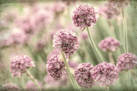 Sea Thrift II White Modern Wood Framed Art Print with Double Matting by Mahan, Kathy